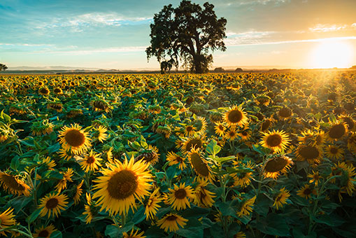 Sunflowers